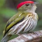 Sample 3 – Stripped manakin