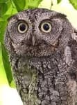 Sample 1 – Owl