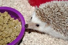 Sample 3 – Hedgehog