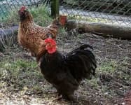 Sample 1 – Hen