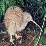 Sample 14 – Bird kiwi