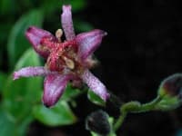 Sample 5 – Toad lily