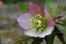 Sample 4 – Lenten rose