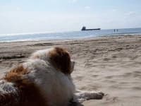 Sample 4 – Saint bernard