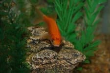 Sample 5 – Goldfish