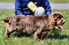 Sample 5 – Sussex spaniel
