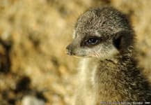Sample 3 – Meerkat