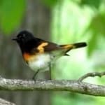 Sample 1 – American redstart