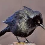 Sample 6 – Common grackle