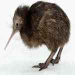 Sample 15 – Bird kiwi