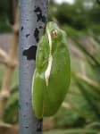 Sample 2 – Tree frog