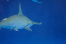 Sample 1 – Hammerhead