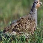 Sample 2 – Gray partridge