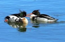Sample of Red breasted merganser