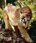 Sample 4 – Cougar body