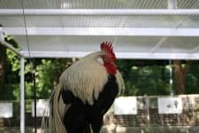 Sample 5 – Cock