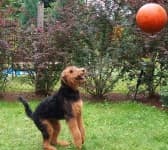 Sample 2 – Airedale