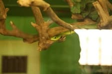 Sample 5 – Green mamba