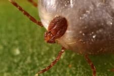 Sample 1 – Tick