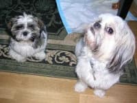 Sample 1 – Shih tzu