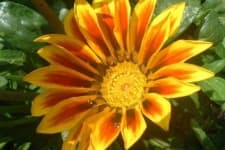 Sample 4 – Gazania