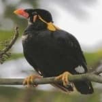 Sample 1 – Enggano myna