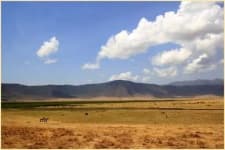 Sample 5 – Grassland
