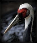Sample 2 – Crane