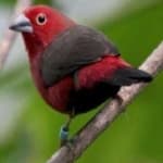 Sample 1 – African firefinch
