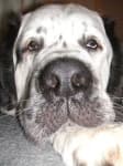 Sample 2 – Saint bernard