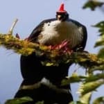 Sample 2 – Horned guan