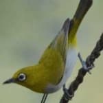 Sample 1 – Malagasy white eye