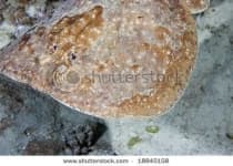 Sample 6 – Electric ray