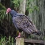 Sample 5 – Turkey vulture