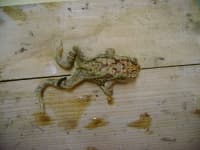 Sample 5 – Tailed frog