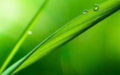 Sample 4 – Grass