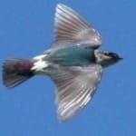 Sample 2 – Violet green swallow