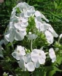 Sample 1 – Garden phlox