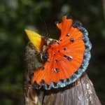 Sample 4 – Royal flycatcher