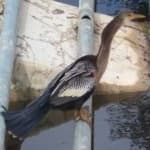 Sample 4 – Anhinga