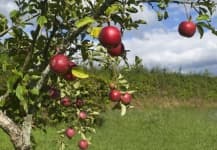 Sample 2 – Apple