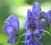 Sample 1 – Monkshood