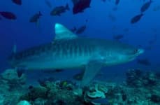 Sample 2 – Tiger shark