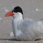 Sample 2 – Caspian tern