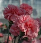 Sample 2 – Carnation