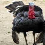 Sample 4 – Wild turkey