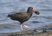 Sample of Oystercatcher