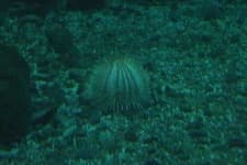 Sample 6 – Sea urchin
