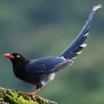 Sample 6 – Taiwan magpie