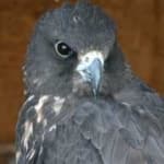 Sample 6 – Gyrfalcon